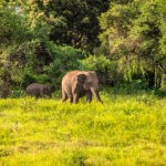 Elephants at Kaudulla National Park in Sri Lanka