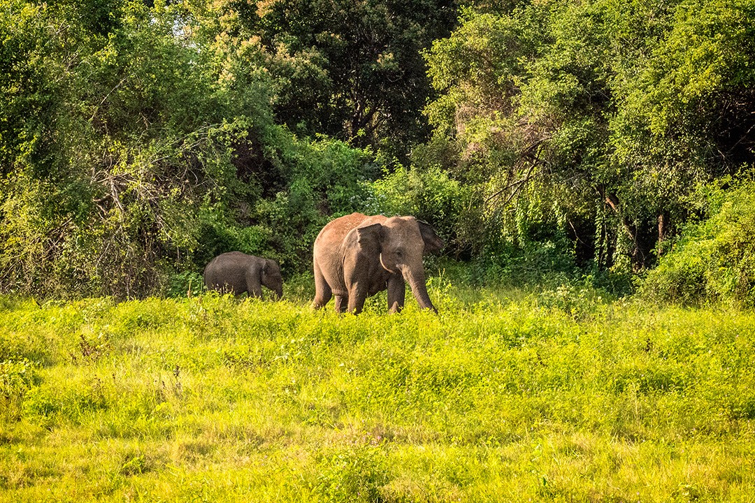 Elephants at Kaudulla National Park in Sri Lanka