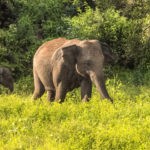 Elephants in Sri Lanka