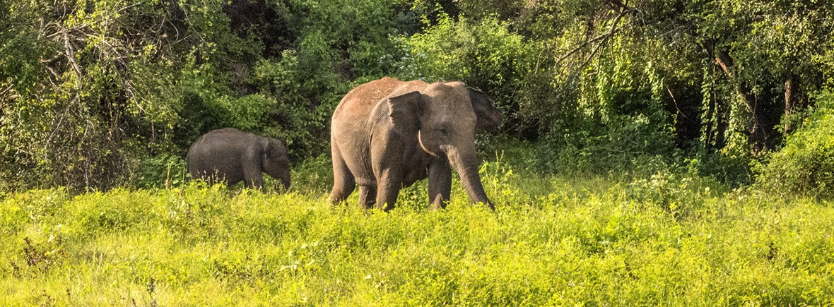 Elephants in Sri Lanka