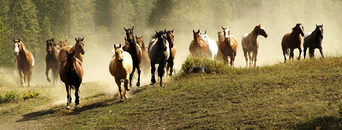 Horse Riding Tour Guide Jobs Horse Riding Tour Guide Jobs