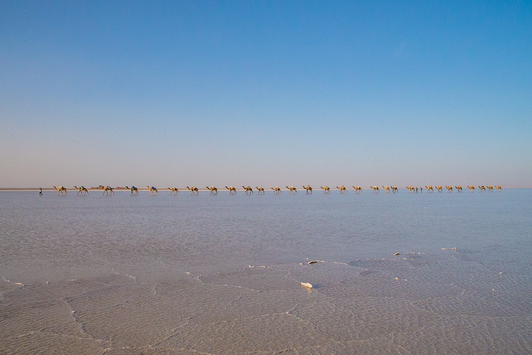 Camels on the salt route