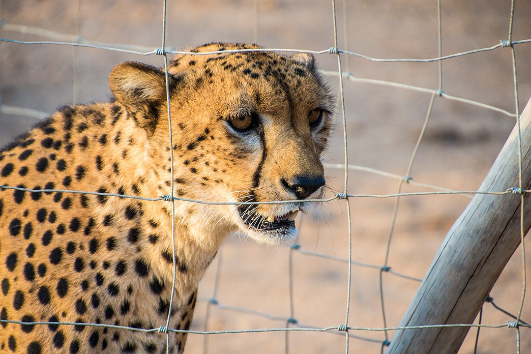 Decan wildlife refuge cheetah