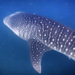 interesting facts about Djibouti whale sharks in djibouti close up