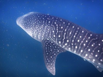 interesting facts about Djibouti whale sharks in djibouti close up