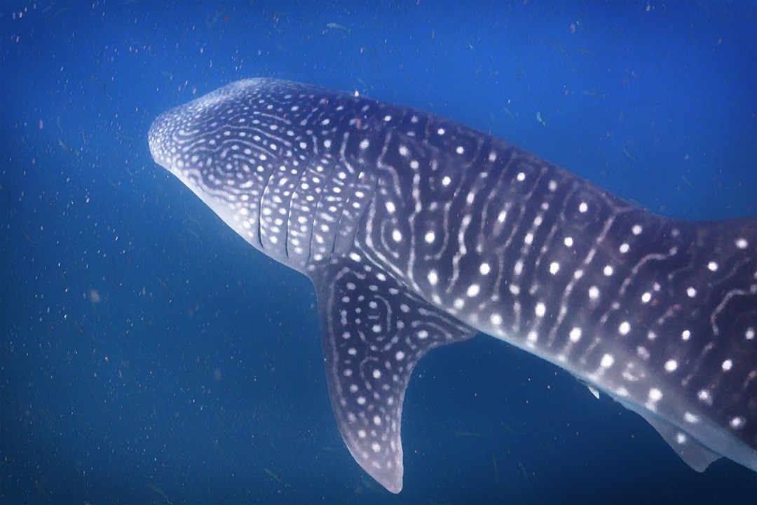 interesting facts about Djibouti whale sharks in djibouti close up