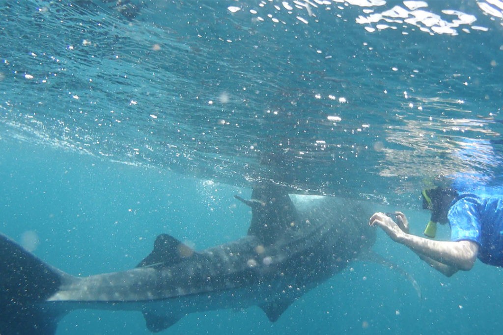 Un tiburón ballena nada más allá de Kia