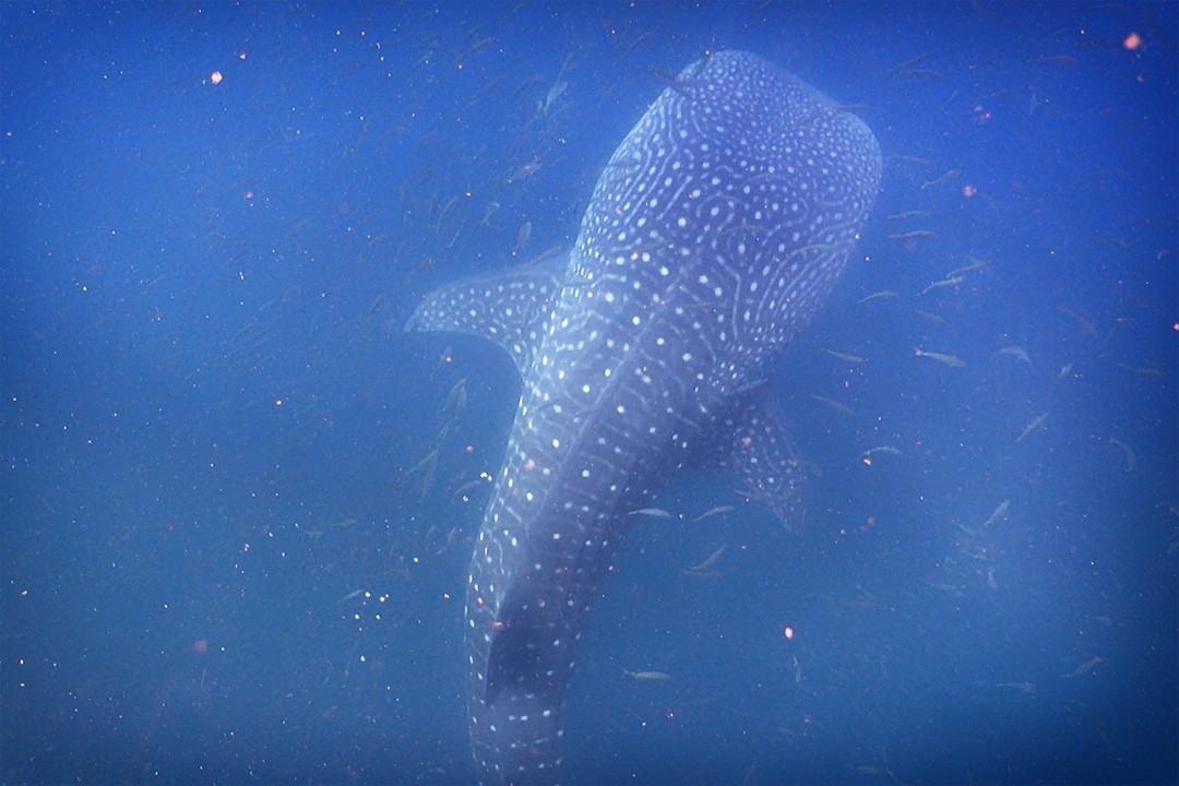 Swimming with whale sharks in djibouti view from above