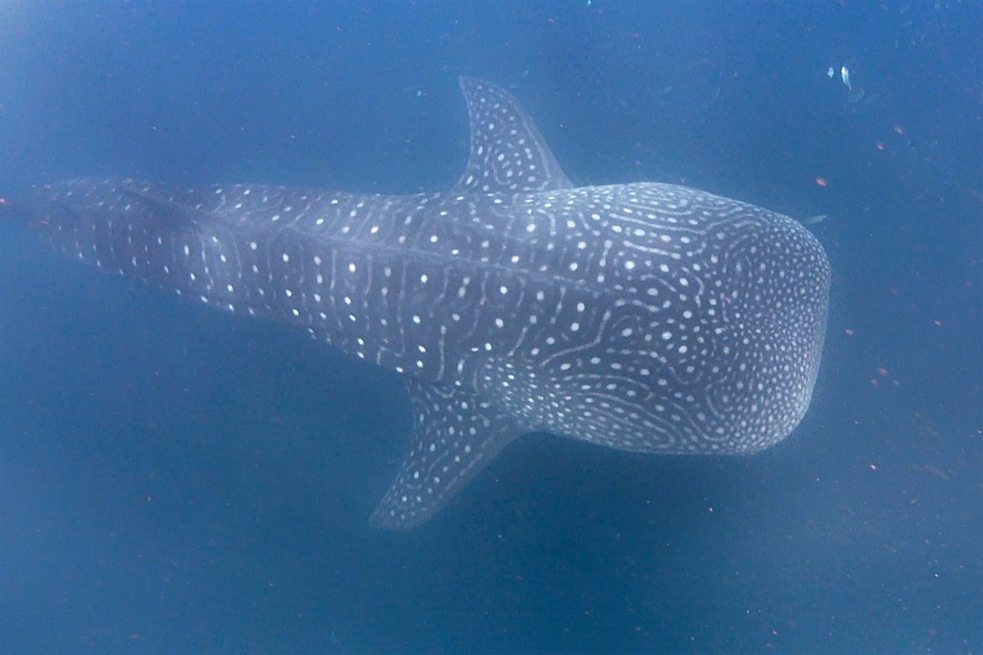Swimming with whale sharks in djibouti aerial