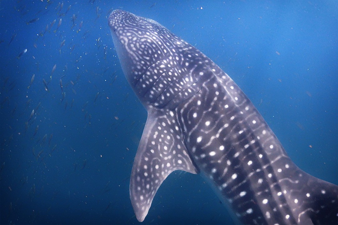 Djibouti is one of the best places in the world to see whale sharks