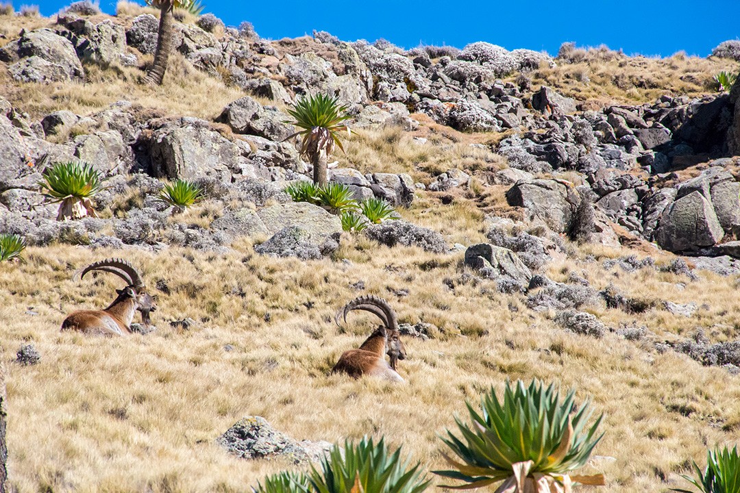 The walia ibex is one of several endemic species in Ethiopia