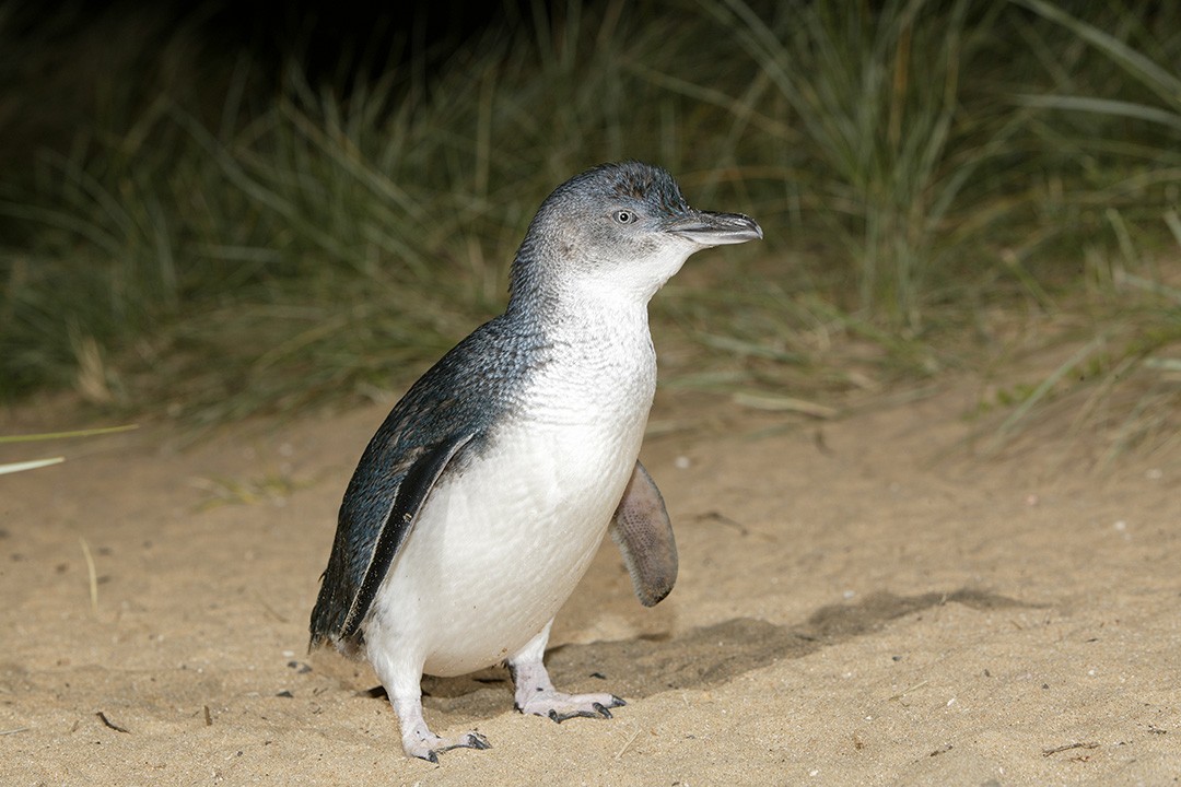 A penguin pauses