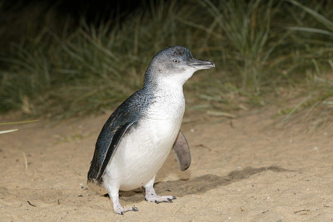 Phillip Island Penguin Parade: the day we saw 613 penguins | Atlas ...