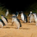 The Plus seating area offers the best view of the penguins