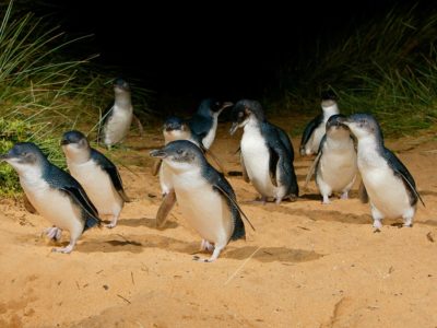 The Plus seating area offers the best view of the penguins