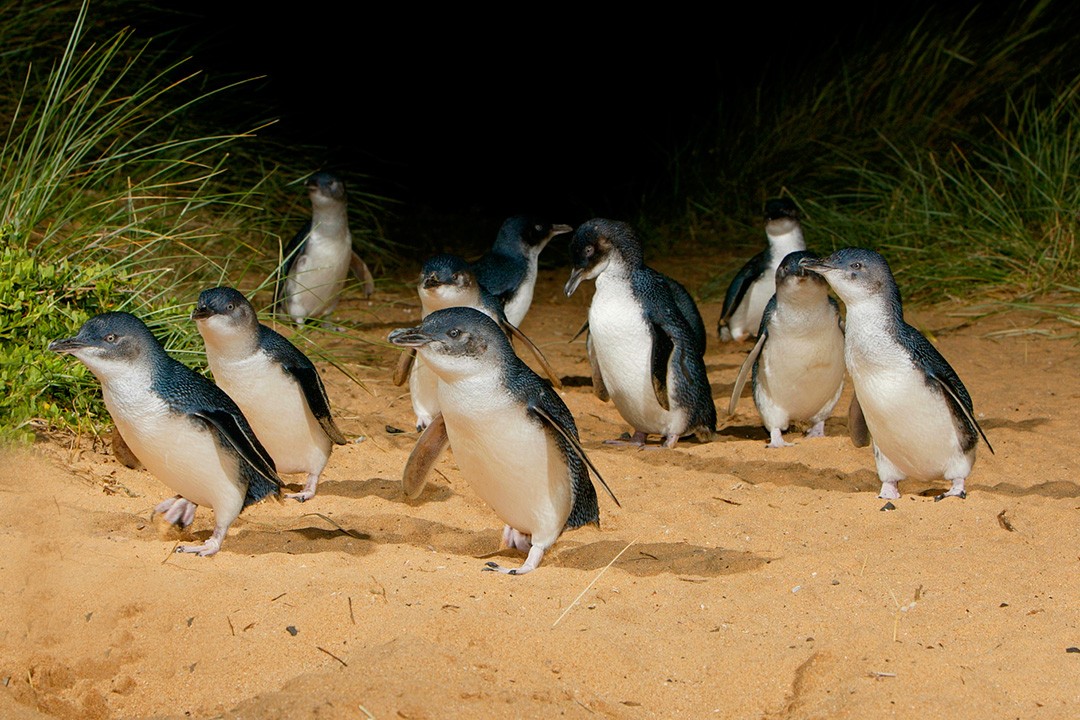 The Plus seating area offers the best view of the penguins