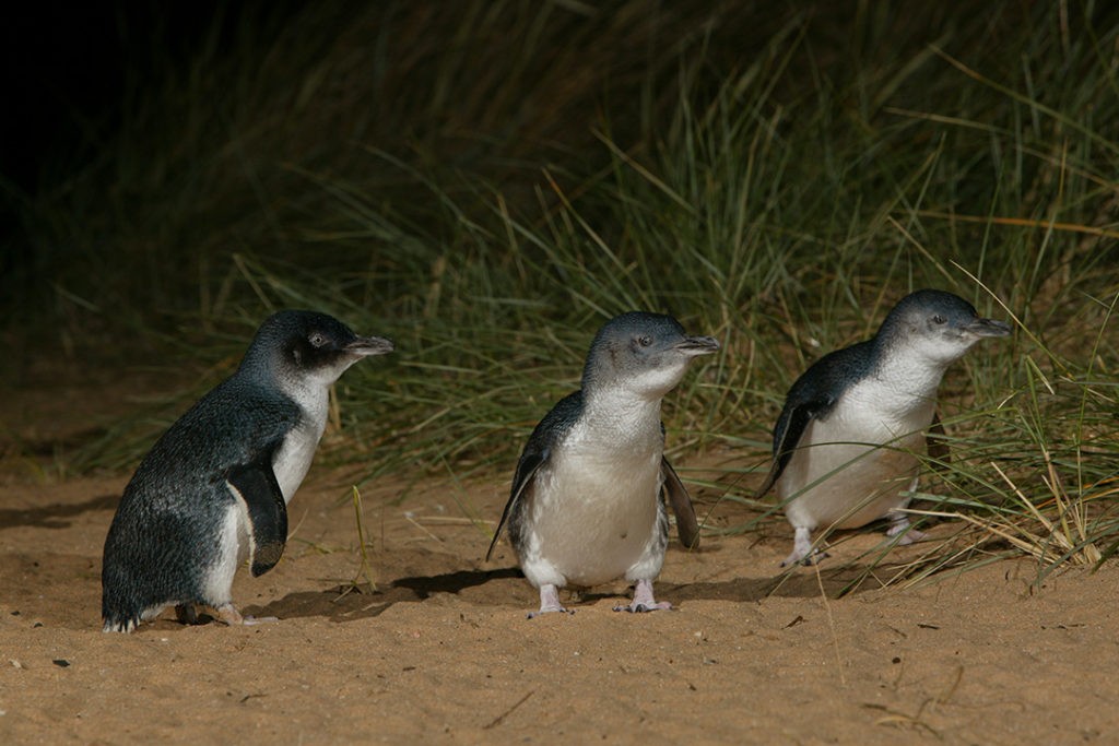 Phillip Island Penguin Parade