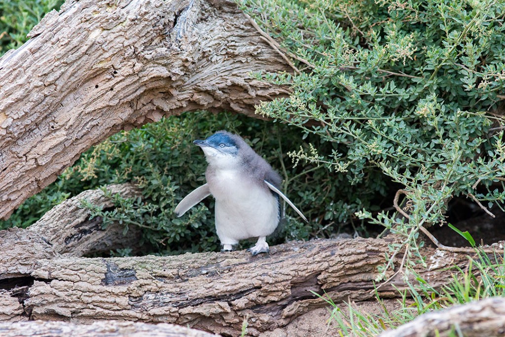 A curious penguin on Phillip Island