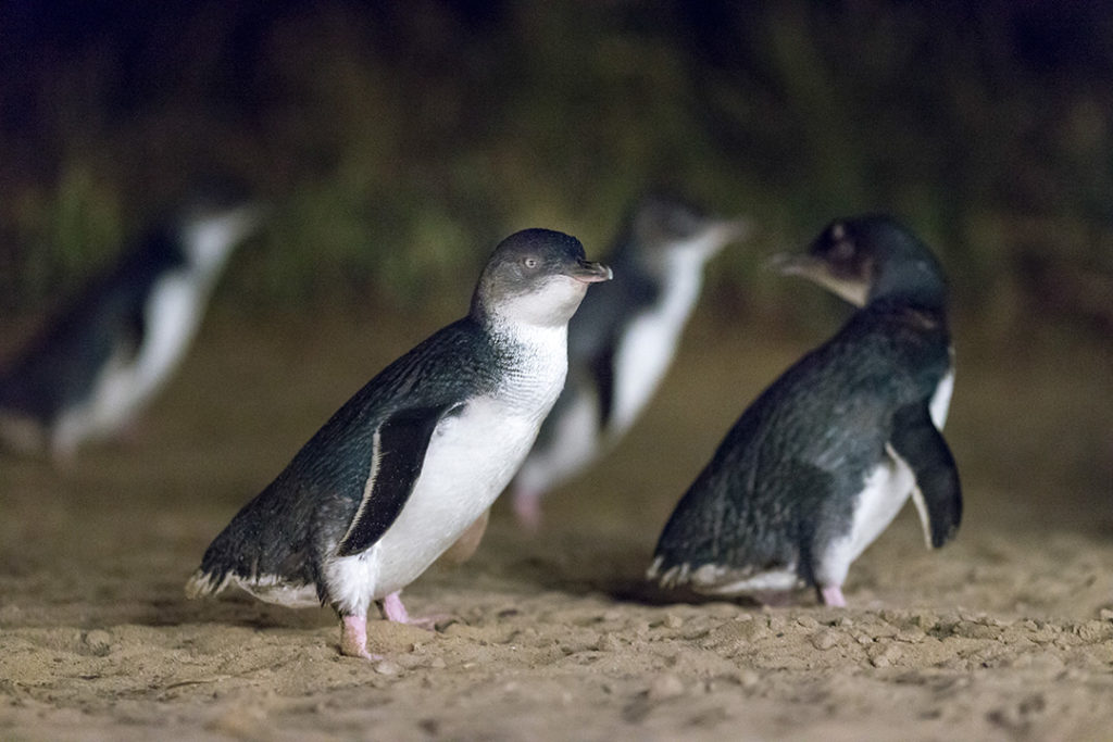 Phillip Island Penguin Parade