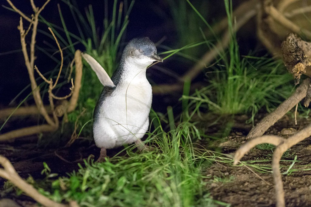 Phillip Island Penguin Parade