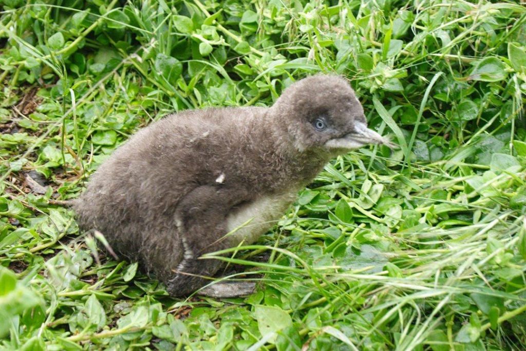 Phillip Island Penguin Parade chick