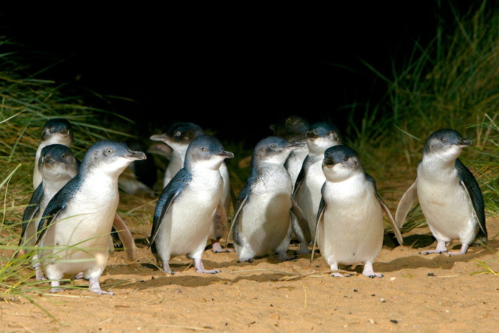 Phillip Island Penguin Parade