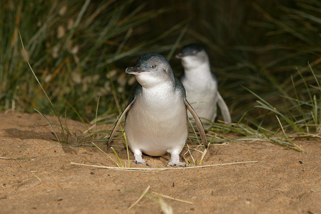 Phillip Island Penguin Parade