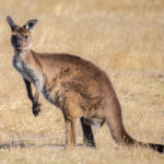 We chose not to visit Kangaroo Island Wildlife Park