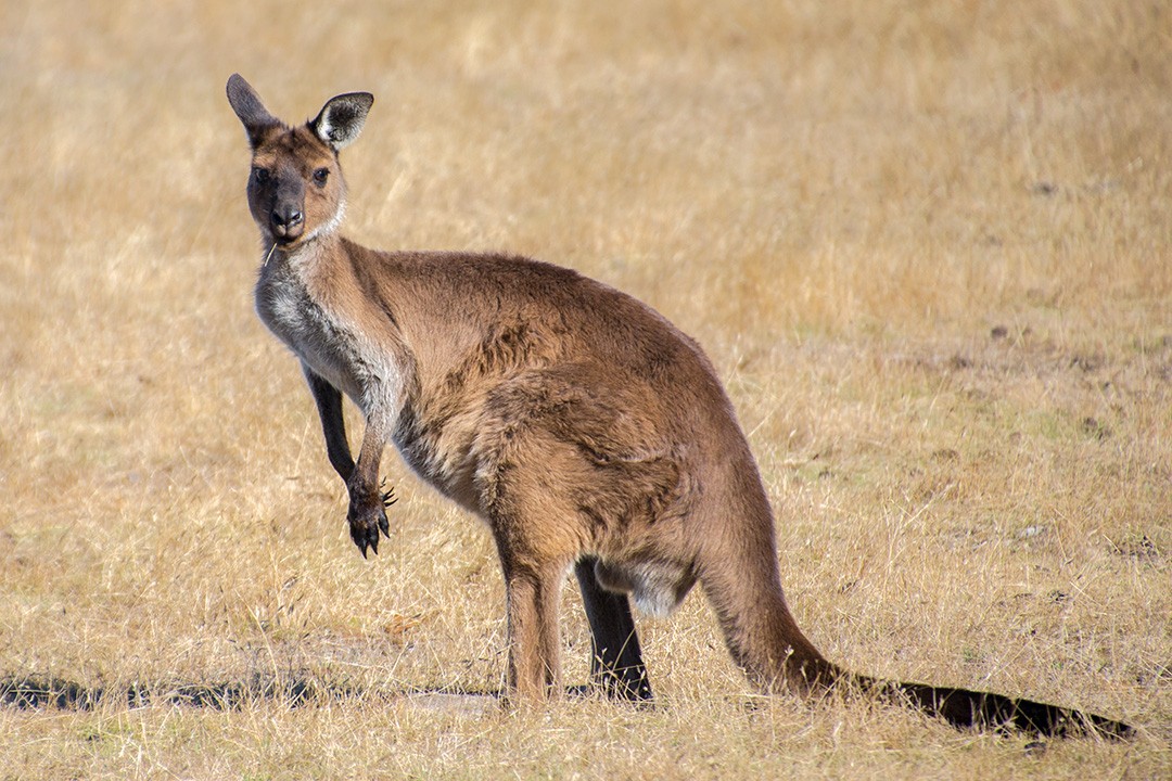 We chose not to visit Kangaroo Island Wildlife Park