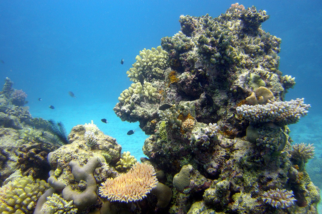 Best dive sites in the Great Barrier Reef osprey reef