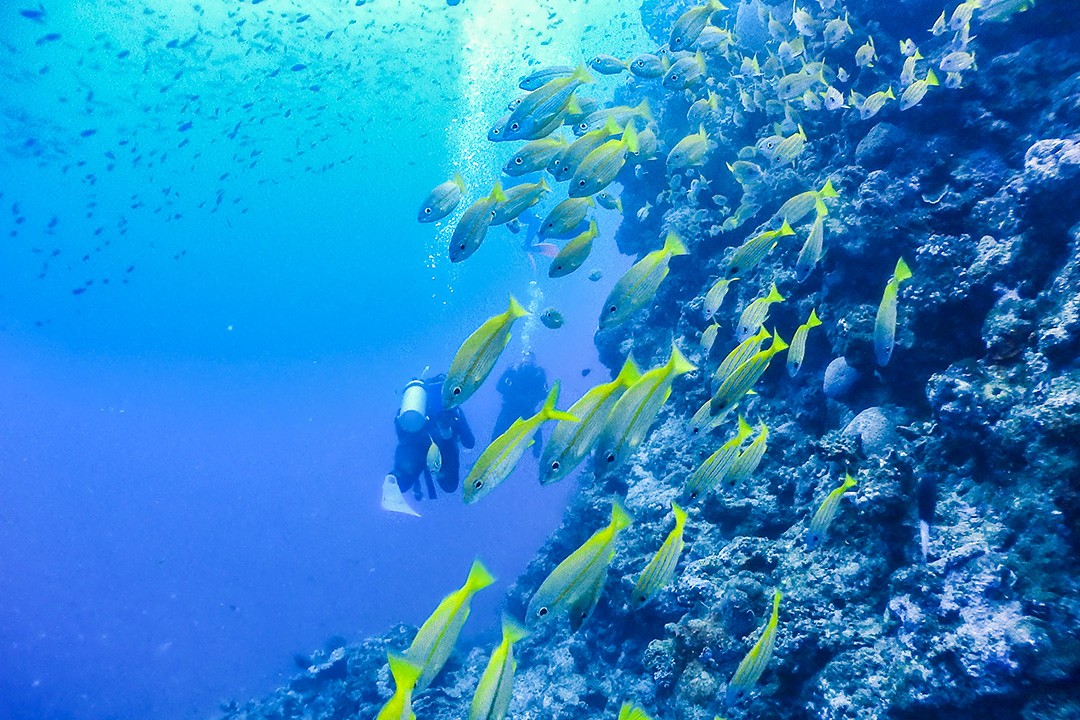 diving steve s bommie