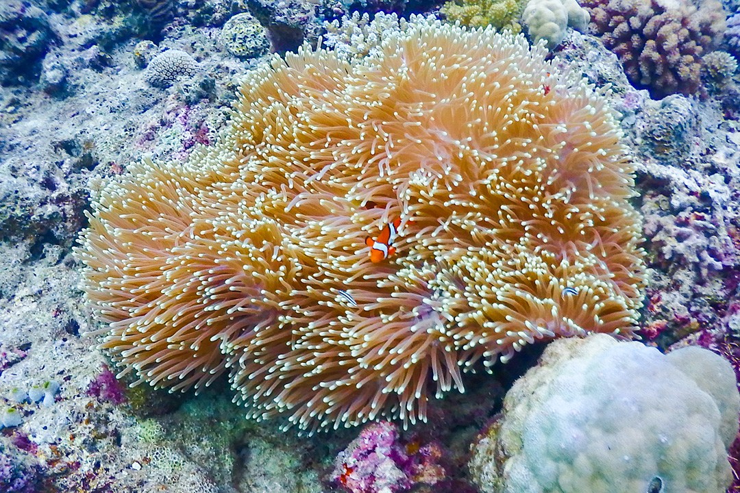 Diving Steve’s Bommie in the Great Barrier Reef coral nemo