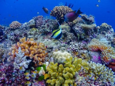 Diving Steve’s Bommie in the Great Barrier Reef coral moorish idol 1