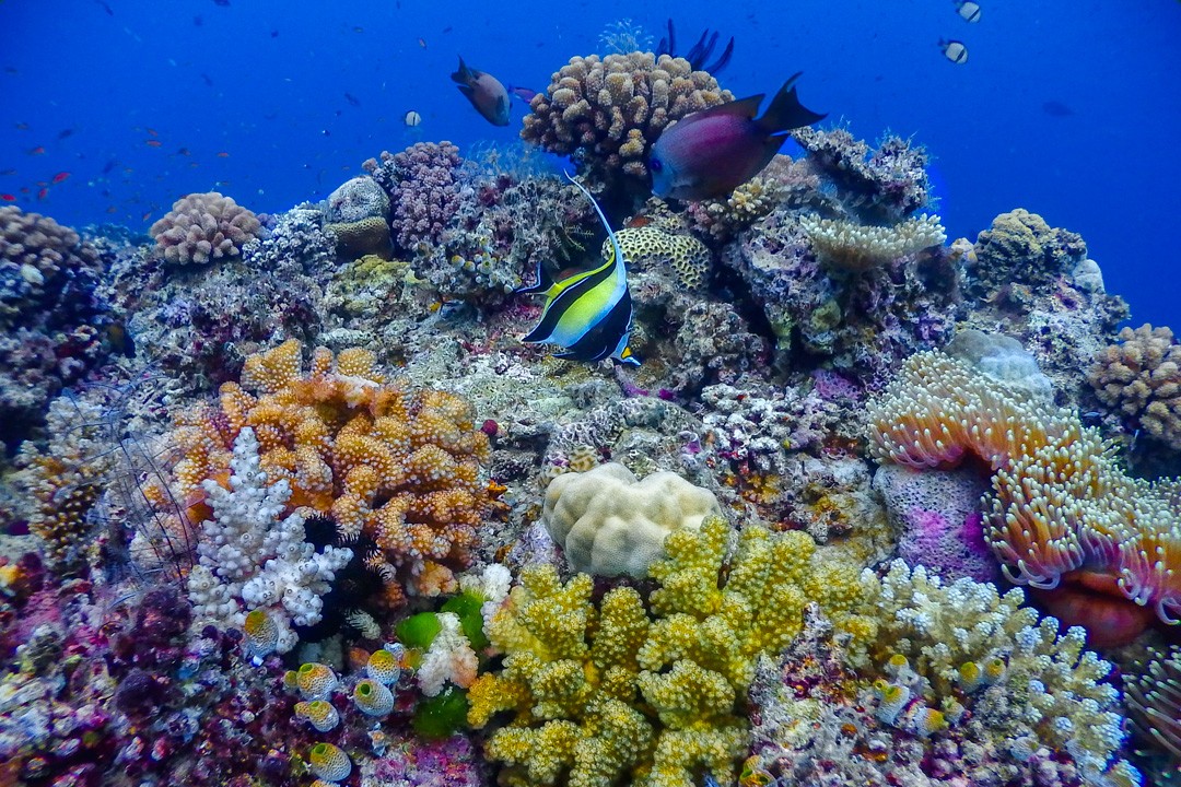 Diving Steve’s Bommie in the Great Barrier Reef coral moorish idol 1