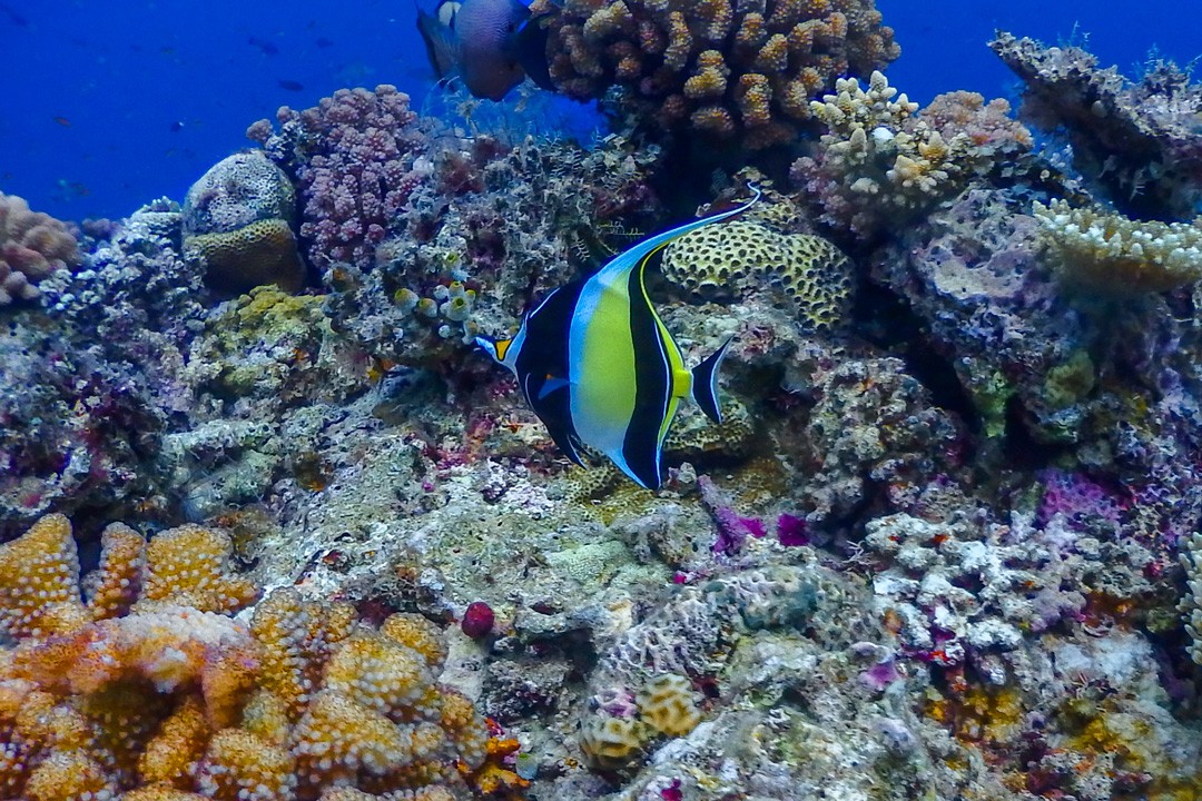 Diving Steve’s Bommie in the Great Barrier Reef coral moorish idol 2