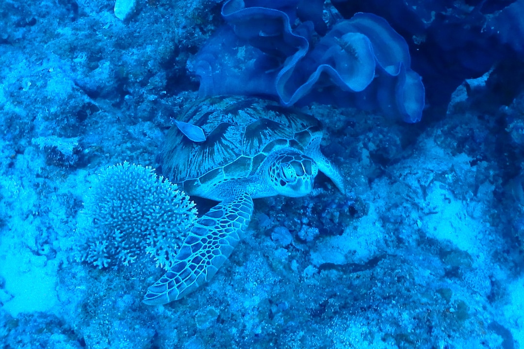 Diving Steve’s Bommie in the Great Barrier Reef turtle