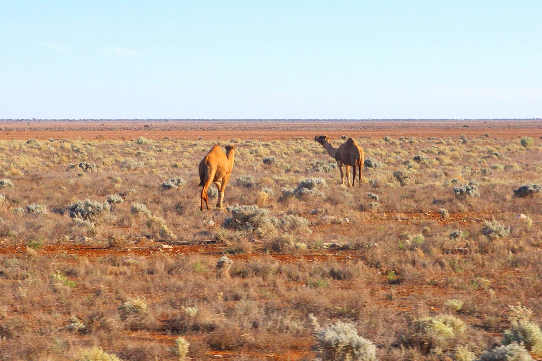  Feral camels roam the outback