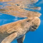 interesting facts about the Great Barrier Reef dugong