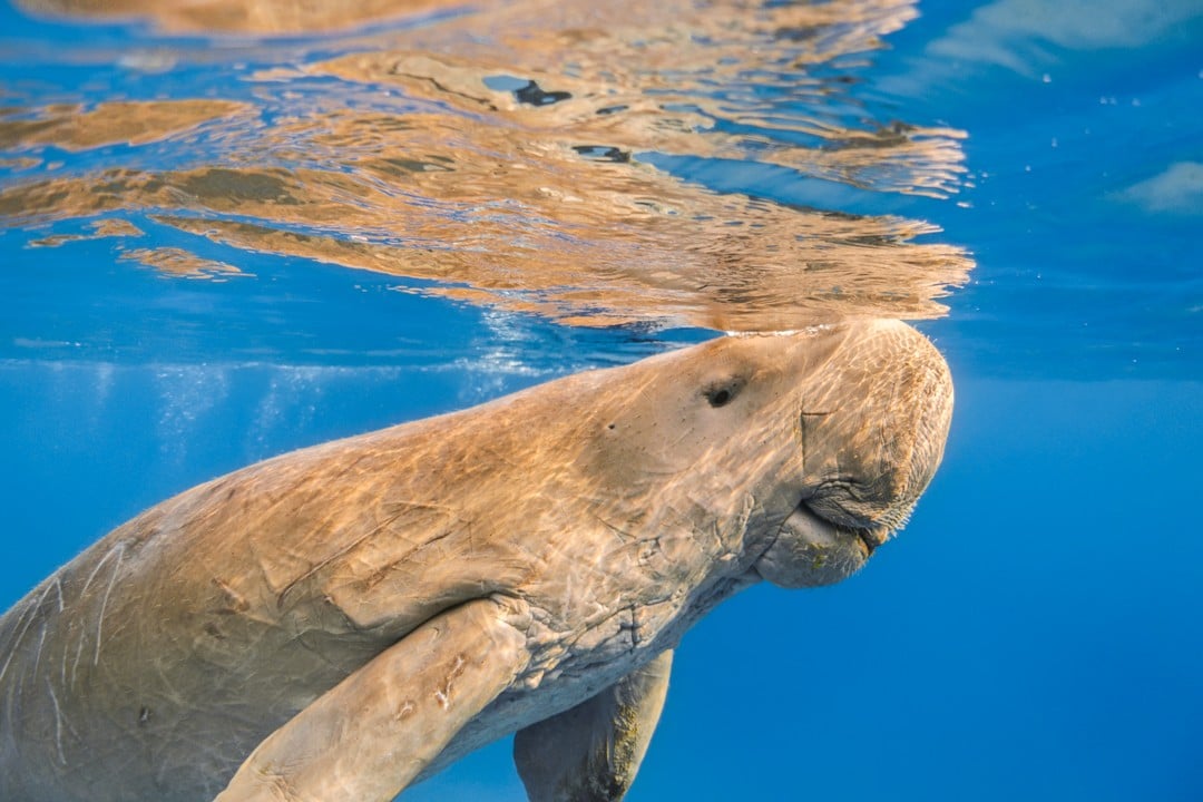 interesting facts about the Great Barrier Reef dugong