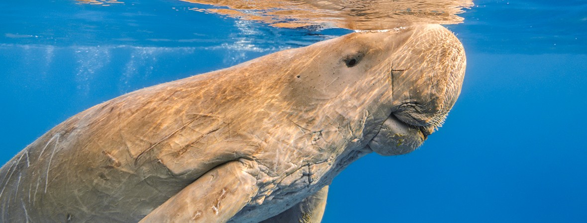 interesting facts about the great barrier reef: dugong