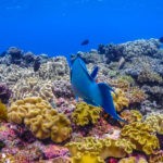 protect the Great Barrier Reef coral garden