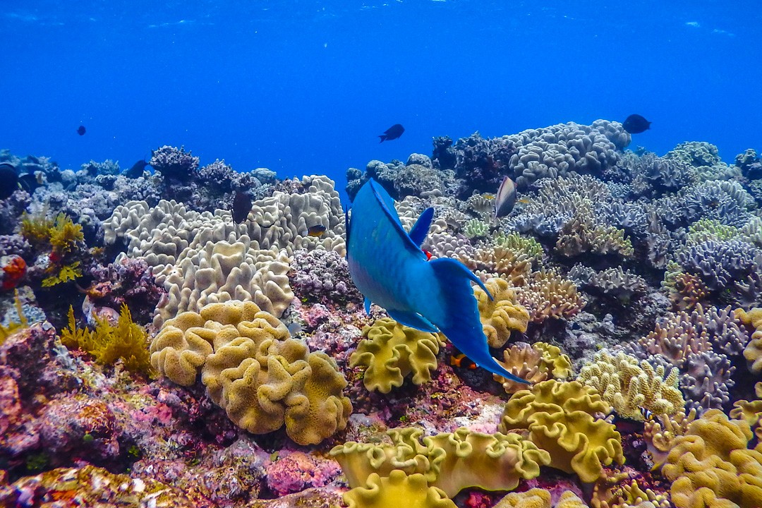 protect the Great Barrier Reef coral garden