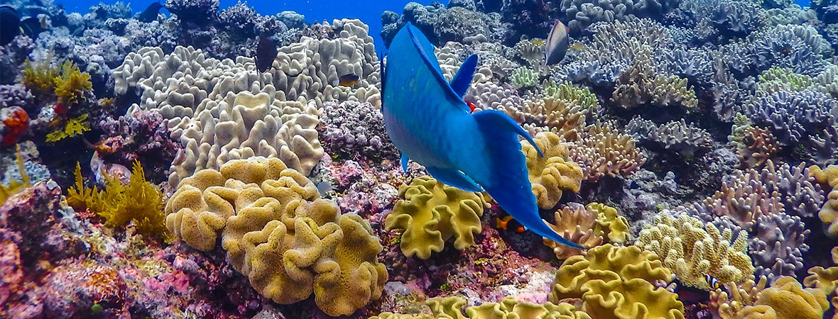 protect the Great Barrier Reef feat img