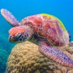 interesting facts about Australia Great Barrier Reef