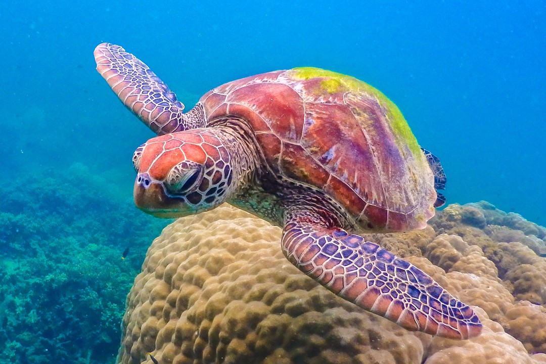 The Great Barrier Reef is the planet’s largest living structure