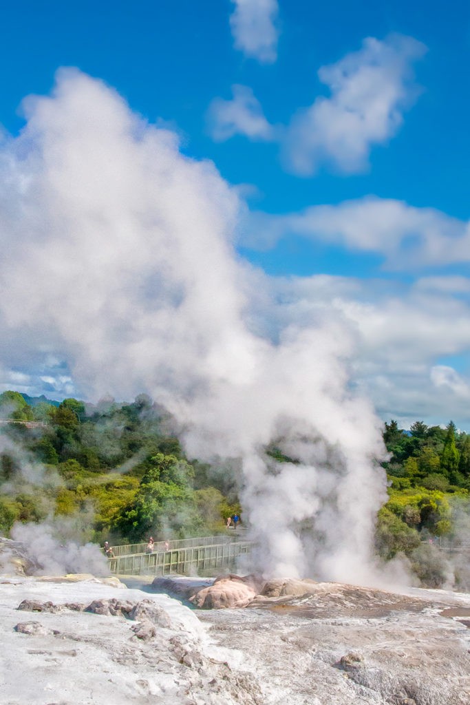 steamy rotorua geysers in te puia