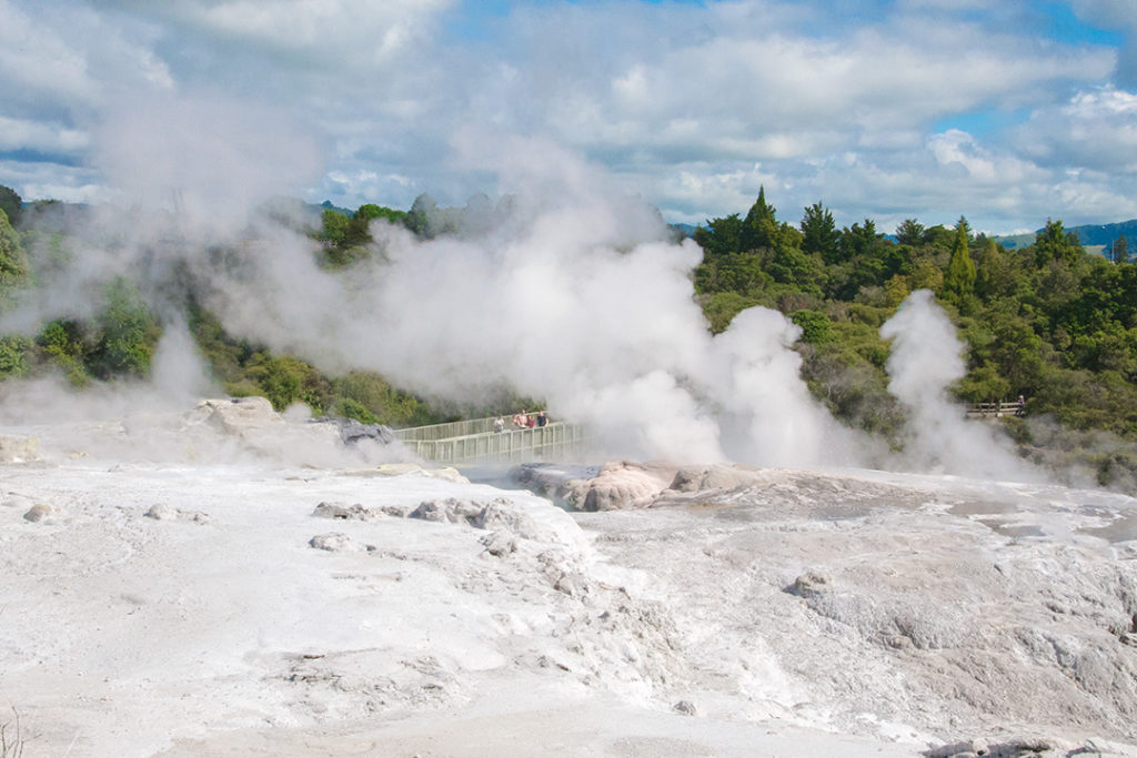 rotorua geysers boiling in te puia