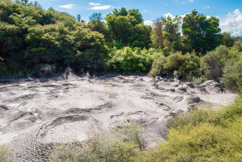 mud pool in te puia rotorua geysers