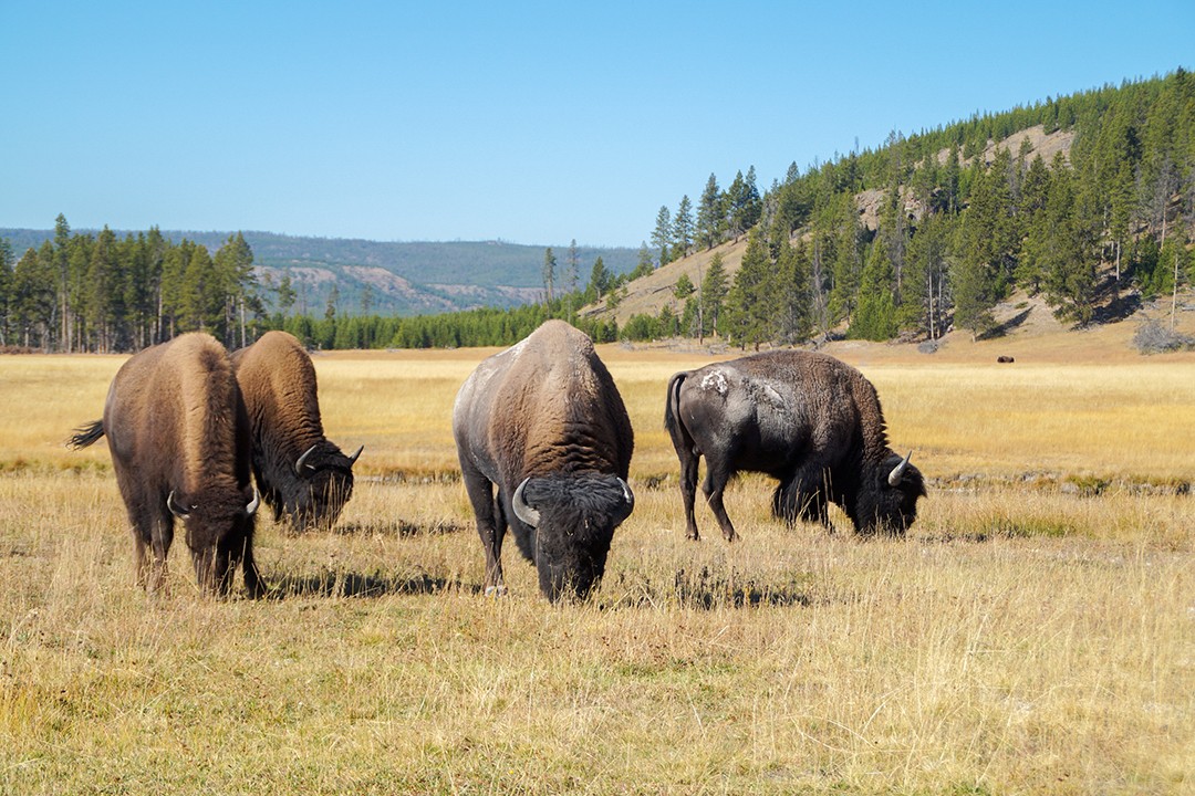 Eco-friendly wildlife tours bison 1