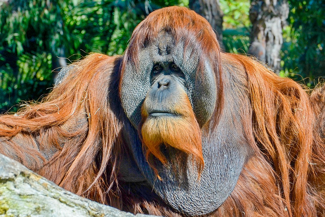 Eco-friendly wildlife tours borneo